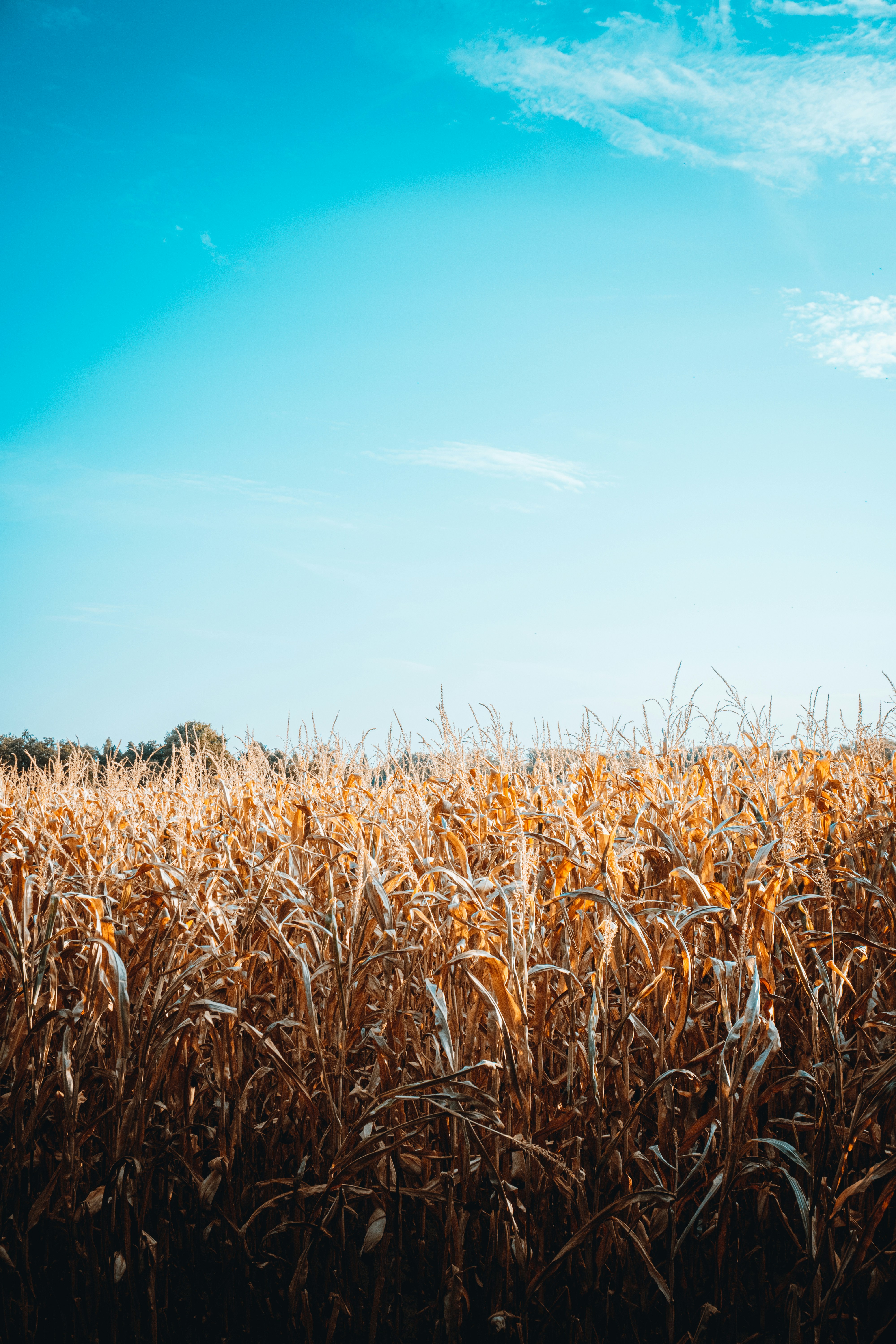 Klimawandel und Mykotoxine: Erster Nachweis von Aflatoxin B1 in österreichischem Mais bestätigt neue Risiken für die Lebensmittelsicherheit