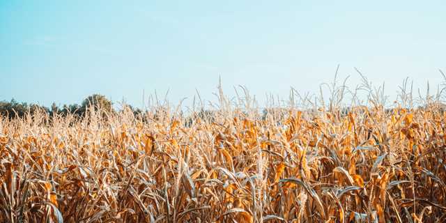Climate Change and Mycotoxins: First Detection of Aflatoxin B1 in Austrian Corn Confirms Emerging Food Safety Risks
