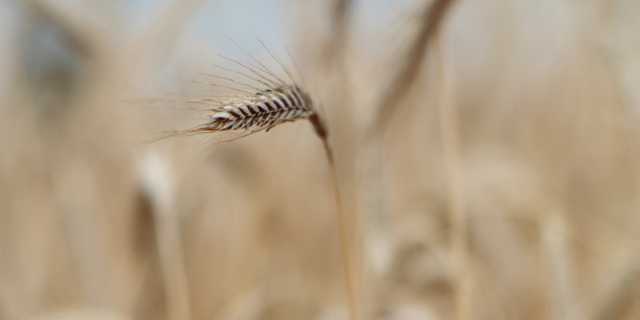 Current weather conditions in Brandenburg, Germany (August 2025) and their impact on mycotoxins in grain
