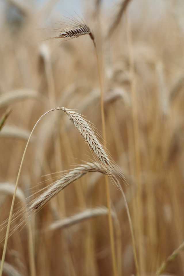 Current weather conditions in Brandenburg, Germany  (August 2025) and their impact on mycotoxins in grain